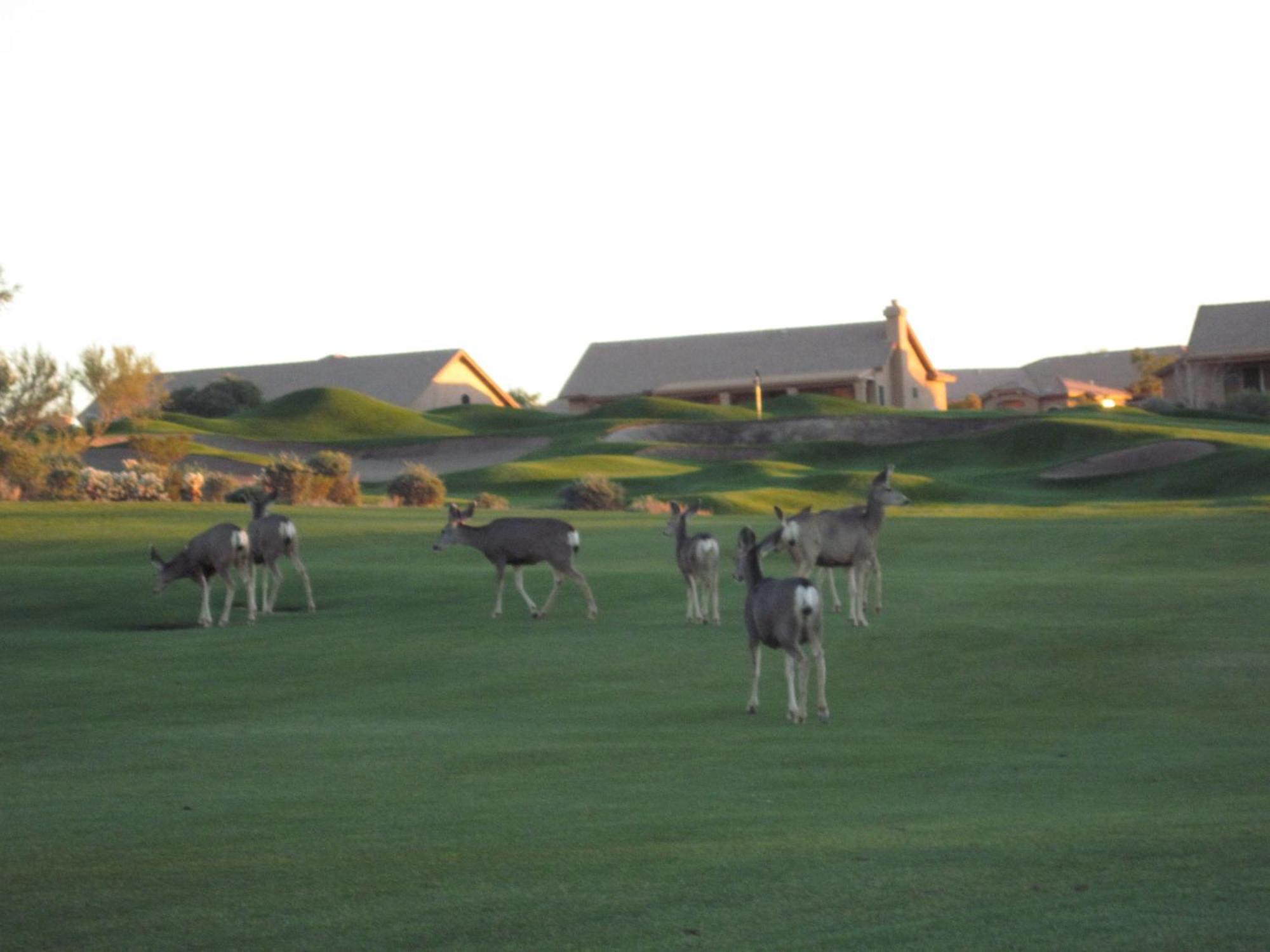 Gold Canyon Golf Resort Chambre photo